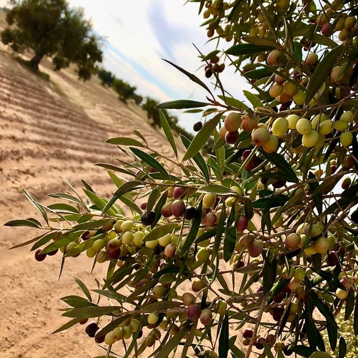 olive henchir gamra